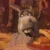 Shrek and Donkey